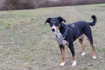 Appenzeller Mountain Dog running on the green grass