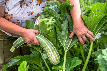 Local farmer in the garden harvesting vegetable, organic fresh zucchini harvest, vegetables from organic farm