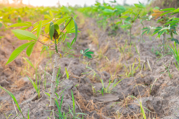 Tapioca there are beautiful green leaves that are growing. Is an agricultural area in rural Thailand.