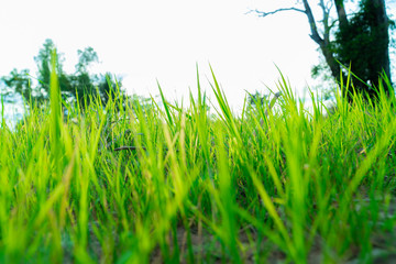 Low view and close up of meadows outdoors on the ground. With white the sky.