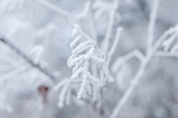 branches and trees in snow on white background