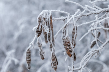 branches and trees in snow on white background