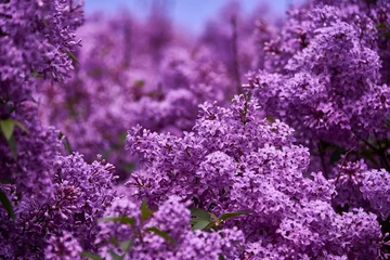 Foto op Plexiglas beautiful lilac closeup © fotowunsch