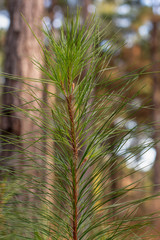 Pine tree with forest background in soft evening light ~INTO THE FOREST~