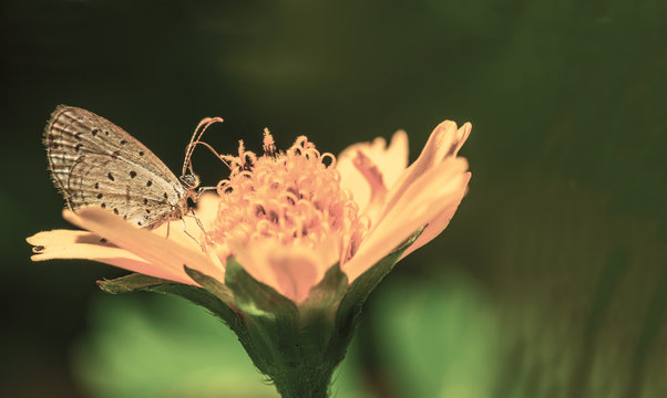 Beautiful small butterfly on the dark yellow flower in th wild nature blurred background