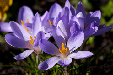 blooming crocuses
