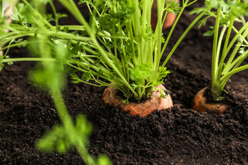 Growing fresh carrots in soil, closeup