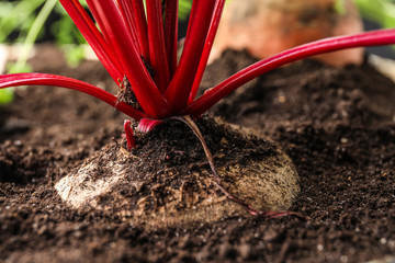Growing fresh beetroot in soil, closeup