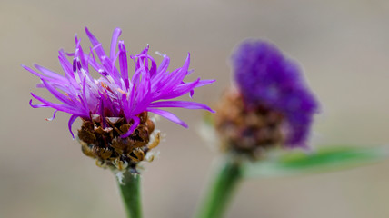 Centaurée au col de la Biche, Ain, France