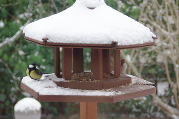 Bird feeder in winter