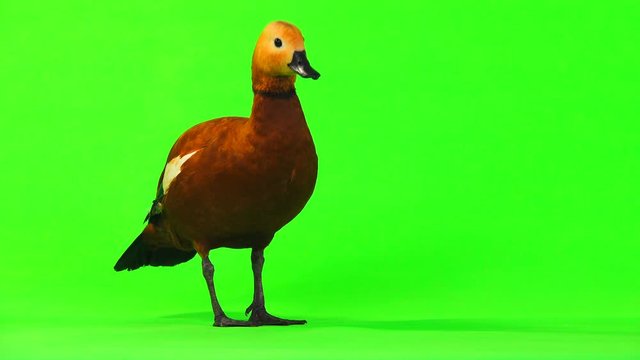 male Beautiful bright red duck (Ogar) cleans feathers, isolated on green screen (In Slavic mythology and Buddhism, this bird was considered sacred)