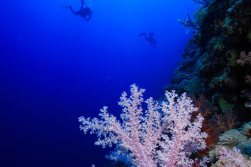 Coral Reef at the Red Sea, Egypt