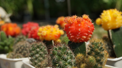 Colorful cactus in garden.