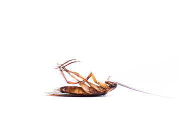 Dead cockroach isolated on white