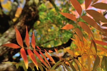 櫂の木の葉っぱの七変化