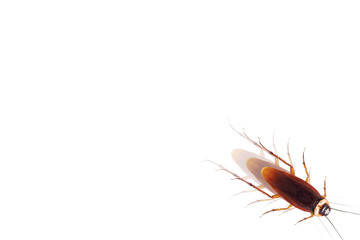 Dead cockroach isolated on white