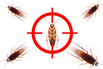drawing gun target to kill cockroach , pest control concept