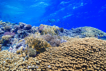 Coral Reef at the Red Sea, Egypt