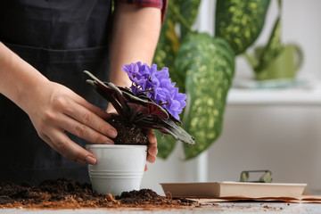 Woman repotting fresh plant at table
