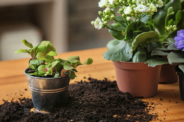 Fresh plants in pots with soil on table