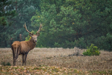 Red deer in the heathland