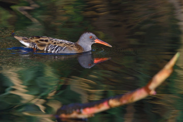 Wasserralle im Herbst in der Oberlausitz