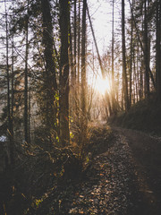 Fototapeta premium Herbstspaziergang