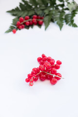 Red berries and fern