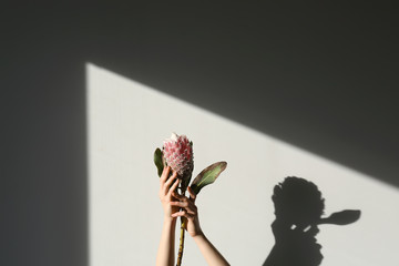 Female hands holding tropical flower on light background