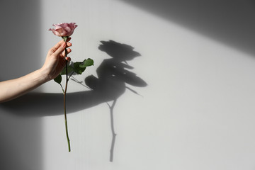 Female hand holding rose on light background
