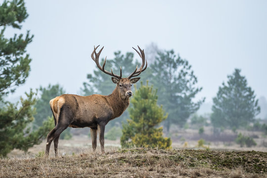 Red deer in the heathland
