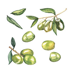 Watercolor hand-painted nature green olives illustration set on white background