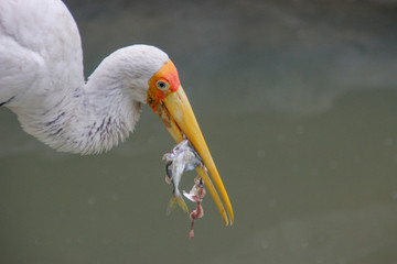 Bird Milky storks caught and eat fish with a big yellow beak. Close up portrait