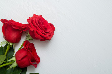 Three Red Roses on white wooden background. copy space - Valentines and 8 March Mother Women's Day concept.