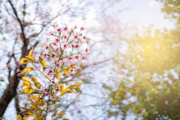 Pink blossom sakura or cherry flowers with blue sky spring season
