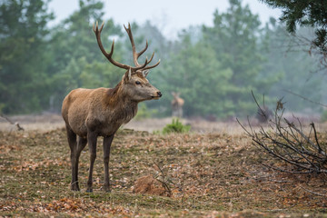 Red deer in the heathland