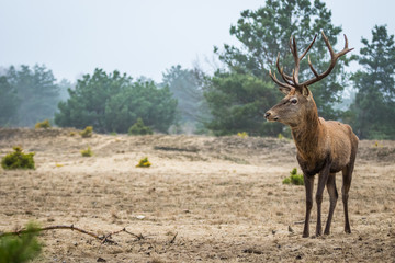 Red deer in the heathland