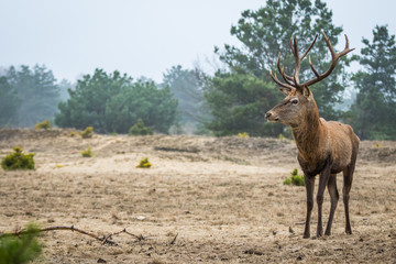 Obraz premium Red deer in the heathland