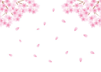 桜　春　花　花びら　舞う