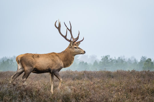 Red deer in the heathland