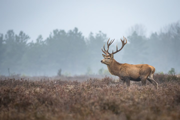 Red deer in the heathland