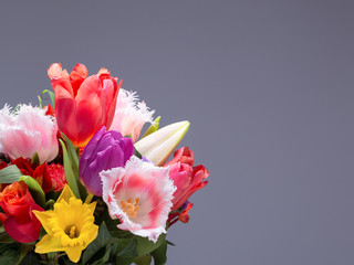 A bunch of colorful tulip flowers isolated on grey background