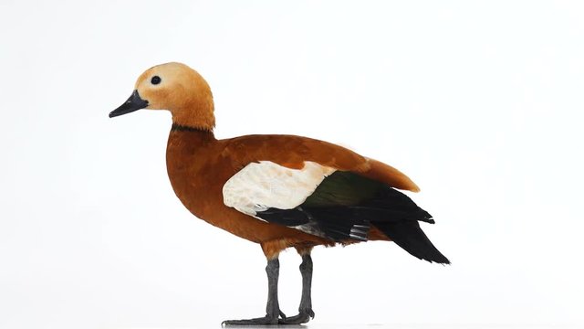  male Beautiful bright red duck (Ogar) isolated on white screen (In Slavic mythology and Buddhism, this bird was considered sacred)