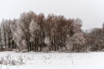 Winter snow trees, New Year's mood. copy space.