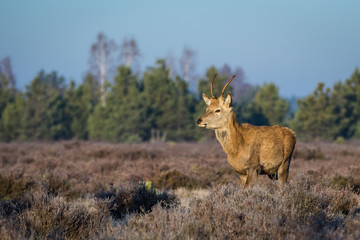 Red deer in the heathland