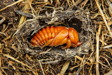 pupa of coconut rhinoceros beetle in a cavity made up of straw. evil insect pests and problem of gardeners in coconut planters and oil palm plantation.