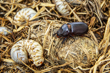 Life cycle of coconut rhinoceros beetle in pile straw from larva come up as an adult. evil insect...