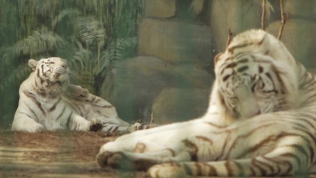 a pair of white bengal tigers. one tiger scratches itself paw, another washes