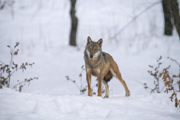 Fototapeta premium lupi abruzzo 2019