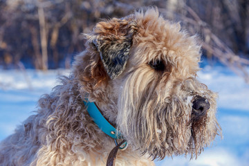 Wheat Irish Terrier in the snow on a winter walk